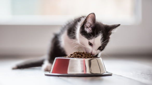 Torrfoder kan öka risken för diabetes hos din katt